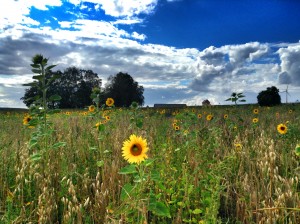 Sunflowerfeild